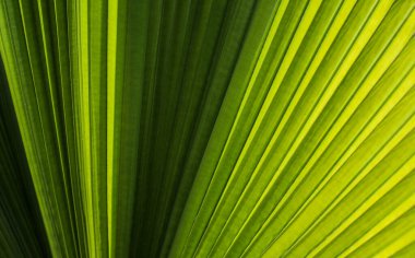 Seçici odak noktasında yeşil detaylı palmiye yaprağının arkaplanını kapat