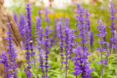 Salvia farinacea, mealycup adaçayı, ya da bulanık arkaplanı olan sade adaçayı çiçekleri