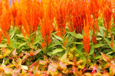 Celosia argentea ya da yaygın olarak bilinen adıyla seçici odaklı arka plana sahip kuş tüyü.