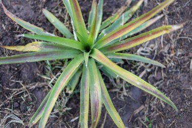Seçici odaklı taze ananas ağacının üst görünümü