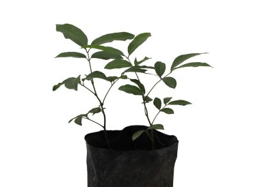 Genç Longan fidanı beyaz arka planda izole edilmiş.