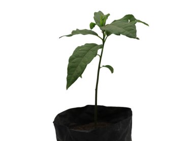 Beyaz arka planda seçici odaklı genç avokado ağacı fideleri