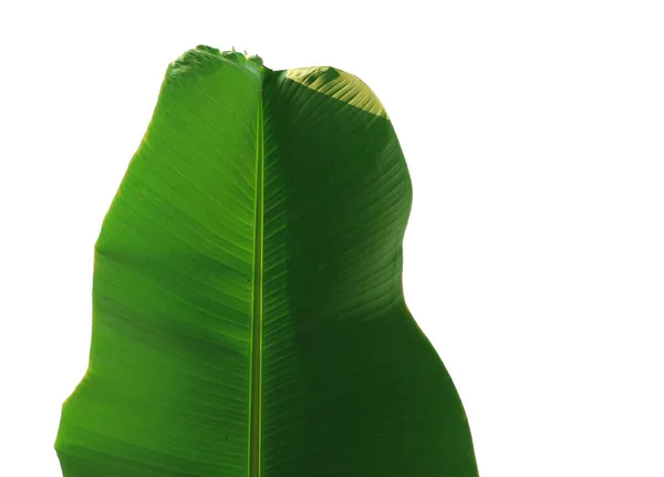 Green Banana Leaf Isolated White Background Selective Focus — Zdjęcie stockowe