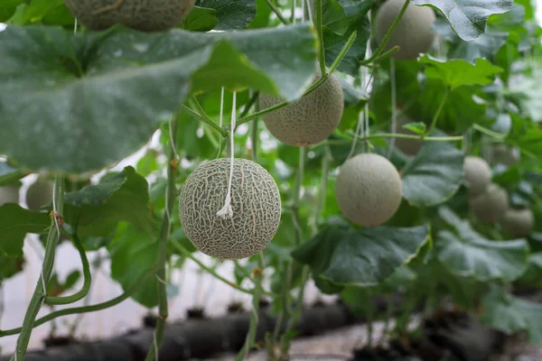 Organic Melon Fruits Green Plants Growing Organic Melon Farm — Stock Photo, Image