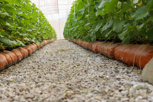 Biologische Meloenvruchten Groene Planten Een Biologische Meloenkwekerij — Stockfoto