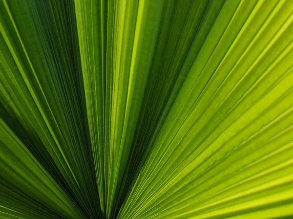 Close Green Detailed Palm Leaf Background Selective Focus — Zdjęcie stockowe