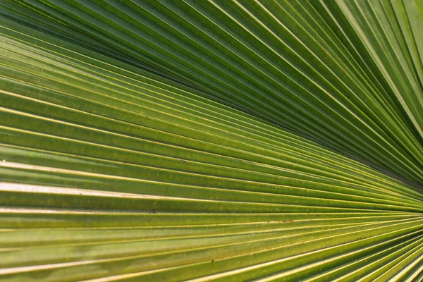 Close Green Detailed Palm Leaf Background Selective Focus — Zdjęcie stockowe