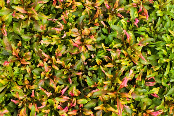 Grön Blomma Växt Bakgrund Med Selektivt Fokus — Stockfoto