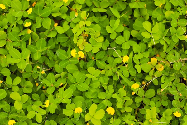 Grön Blomma Växt Bakgrund Med Selektivt Fokus — Stockfoto