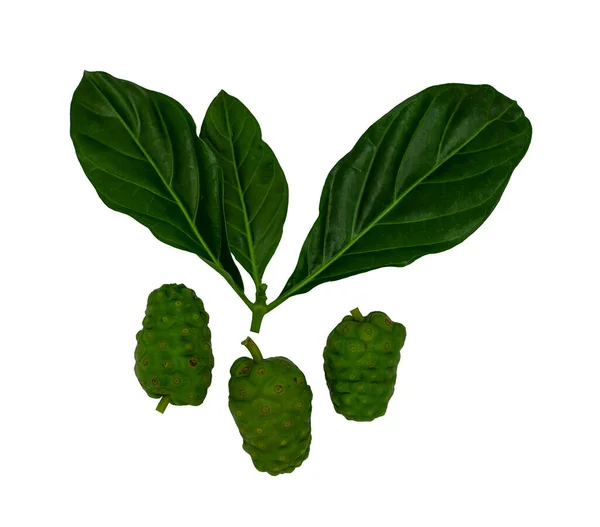Noni meyveleri ve yeşil yaprak (Morinda citrifolia) seçici bir odak ile beyaz zemin üzerinde izole