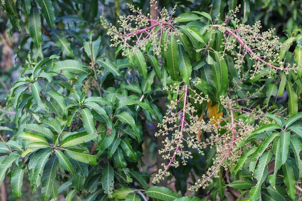 Árbol Mango Verde Con Flores Frescas Enfoque Selectivo — Foto de Stock