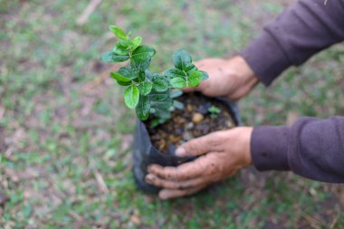 Seçici odaklı eller bitki yetiştiriyor.