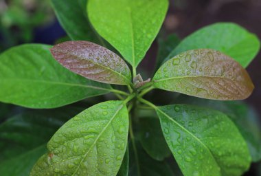 Avokado bitkisinin seçici odaklı yakın çekimi