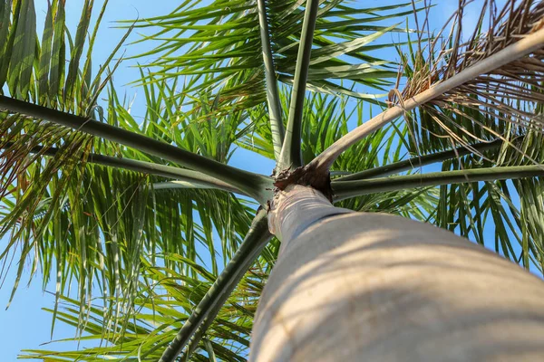 Zbliżenie Palmy Ukierunkowaniem Selektywnym — Zdjęcie stockowe