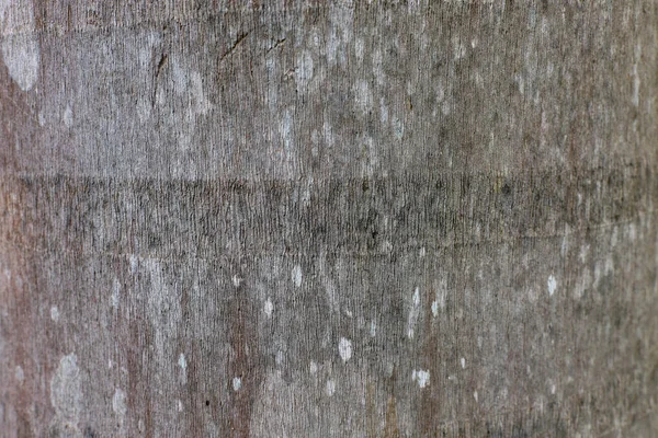 Palma Árvore Tronco Superfície Natureza Fundo Com Foco Seletivo — Fotografia de Stock