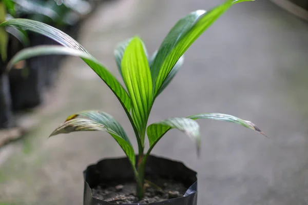 Seçici odaklı Areca fındık filizleme