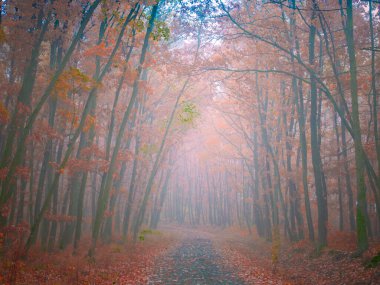 Gizemli sisli orman, orman yolu, ağaçlar, renkli yapraklar, sis, ağaç gövdeleri, kasvetli sonbahar manzarası. Doğu Avrupa. 