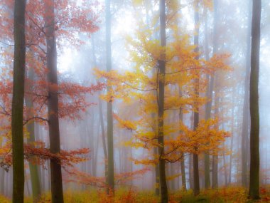 Gizemli sisli orman, kayın ağaçları, renkli yapraklar, sis, ağaç gövdeleri, kasvetli sonbahar manzarası. Doğu Avrupa. 