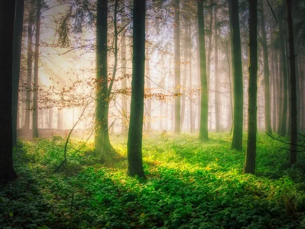 Nebelwald Mit Sonnenstrahlen Grünen Pflanzen Sonnenlicht Sonnenstrahlen Weiße Karpaten Tschechische — Stockfoto