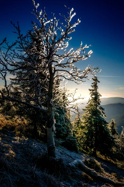 Paysage Montagneux Avec Des Arbres Couverts Rime Soleil Ciel Bleu — Photo