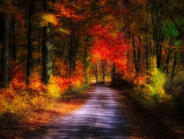 Forêt Automne Magique Feuillage Coloré Feuilles Troncs Arbres Route Forestière — Photo