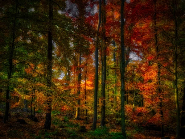 Büyülü sonbahar ormanı, renkli yapraklar, ağaç gövdeleri, sonbahar manzarası. Doğu Avrupa. Sarı, turuncu.