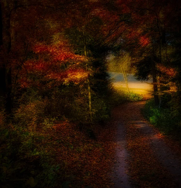 Forêt Automne Magique Feuillage Coloré Feuilles Troncs Arbres Route Forestière — Photo