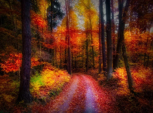 Magica Foresta Autunnale Fogliame Colorato Foglie Tronchi Albero Strada Forestale — Foto Stock