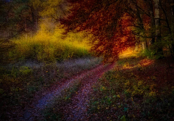 Büyülü Sonbahar Ormanı Renkli Yapraklar Ağaç Gövdeleri Orman Yolu Sonbahar — Stok fotoğraf