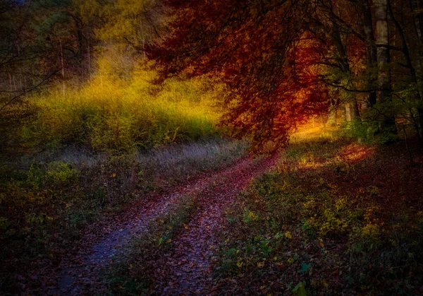 Floresta Mágica Outono Folhagem Colorida Folhas Troncos Árvores Estrada Florestal — Fotografia de Stock