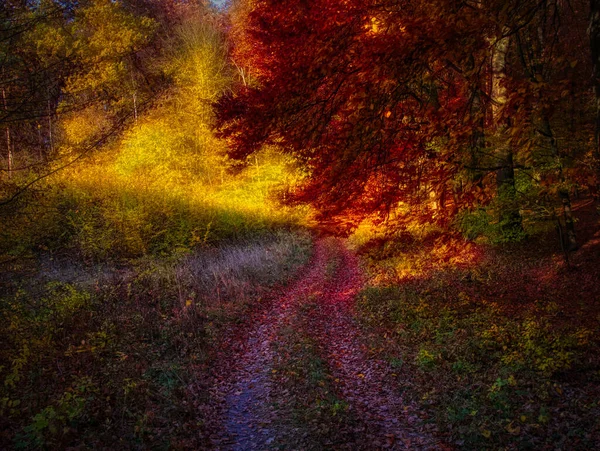 Floresta Mágica Outono Folhagem Colorida Folhas Troncos Árvores Estrada Florestal — Fotografia de Stock