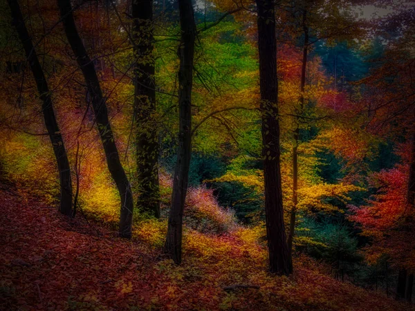 Forêt Automne Magique Feuillage Coloré Feuilles Troncs Arbres Paysage Automne — Photo