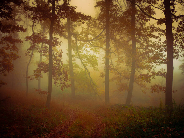Mysterious foggy forest, forest road, trees, colorful foliage, leafs,fog,tree trunks, gloomy autumn landscape. Eastern Europe.