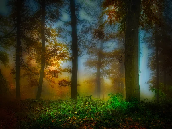 Misterioso Bosque Niebla Follaje Colorido Hojas Niebla Troncos Árboles Sombrío — Foto de Stock