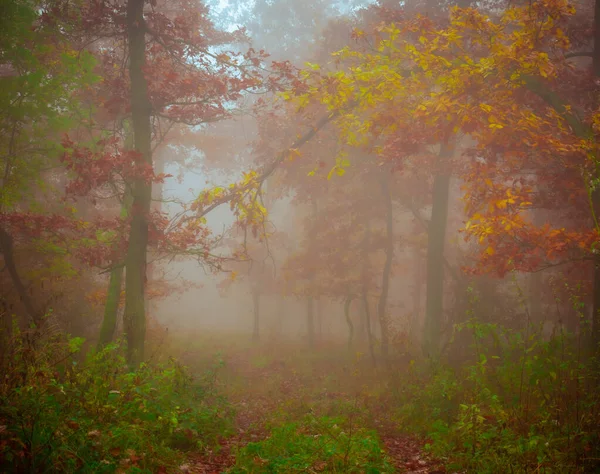 Floresta Nebulosa Misteriosa Folhagem Colorida Folhas Nevoeiro Troncos Árvores Paisagem — Fotografia de Stock