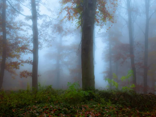 Forêt Brumeuse Mystérieuse Feuillage Coloré Feuilles Brouillard Troncs Arbres Paysage — Photo