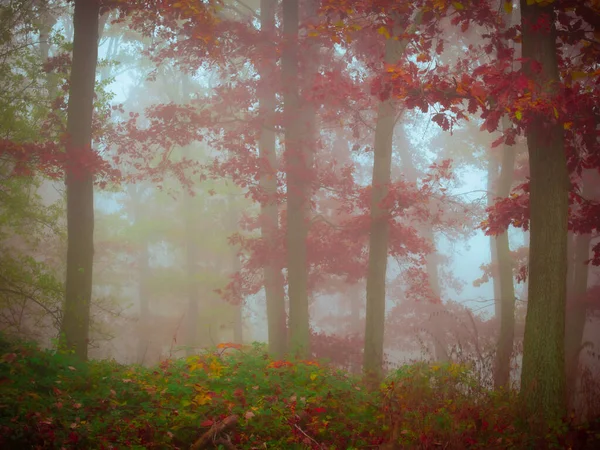 Forêt Brumeuse Mystérieuse Feuillage Coloré Feuilles Brouillard Troncs Arbres Paysage — Photo
