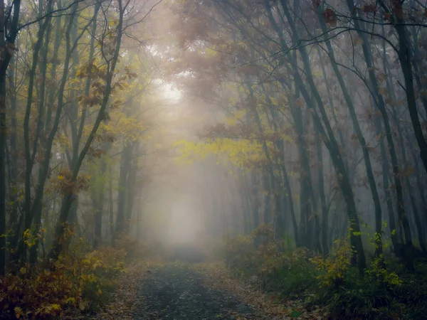 Floresta Nebulosa Misteriosa Estrada Florestal Árvores Folhagem Colorida Folhas Nevoeiro — Fotografia de Stock