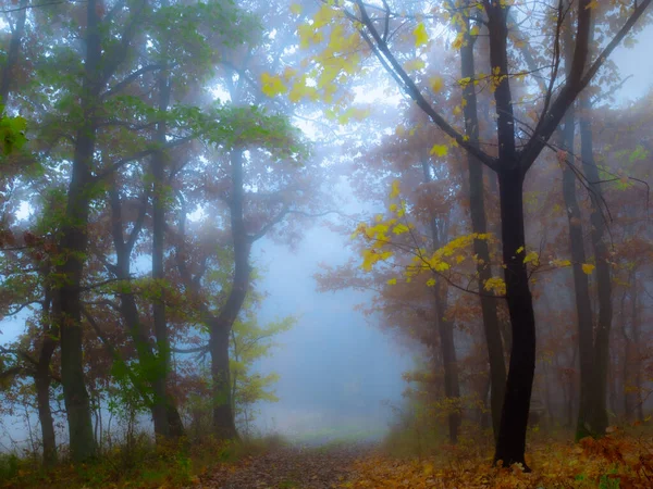 Misteriosa Foresta Nebbiosa Fogliame Colorato Foglie Nebbia Tronchi Albero Paesaggio — Foto Stock