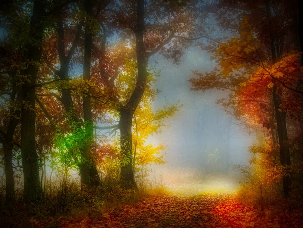 Misteriosa Foresta Nebbiosa Strada Forestale Alberi Fogliame Colorato Foglie Nebbia — Foto Stock