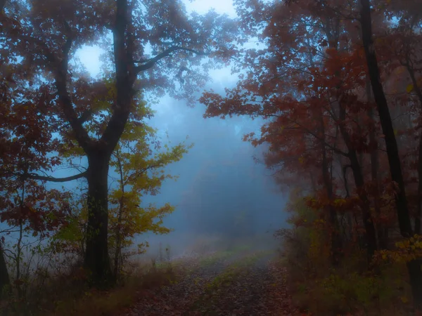 Forêt Brumeuse Mystérieuse Feuillage Coloré Feuilles Brouillard Troncs Arbres Paysage — Photo