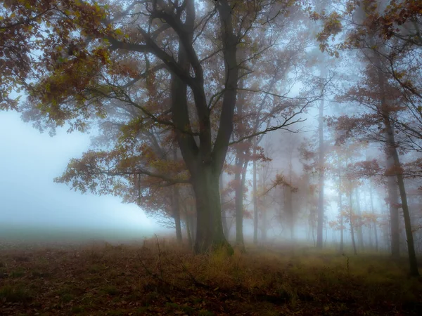 Misterioso Bosque Niebla Follaje Colorido Hojas Niebla Troncos Árboles Sombrío — Foto de Stock