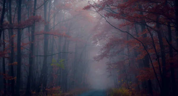 Mysterieuze Mistige Bos Bosweg Bomen Kleurrijk Gebladerte Bladeren Mist Boomstammen — Stockfoto