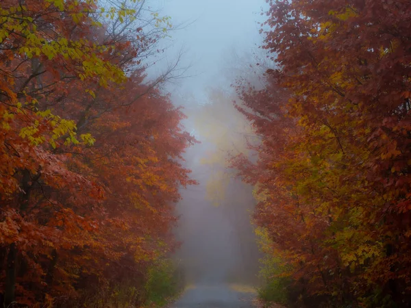 Mystisk Dimmig Skog Skogsväg Träd Färgglada Lövverk Löv Dimma Trädstammar — Stockfoto