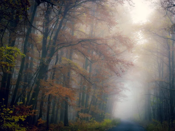 Misteriosa Foresta Nebbiosa Strada Forestale Alberi Fogliame Colorato Foglie Nebbia — Foto Stock