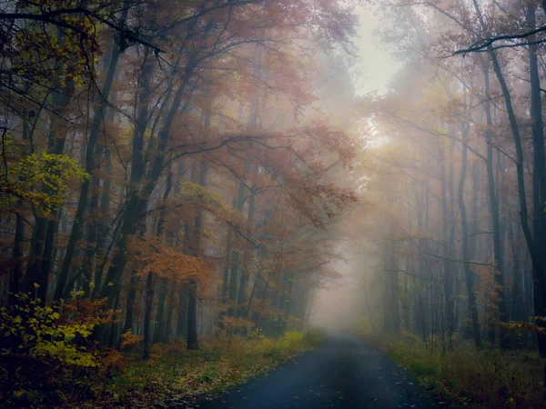 Misteriosa Foresta Nebbiosa Strada Forestale Alberi Fogliame Colorato Foglie Nebbia — Foto Stock