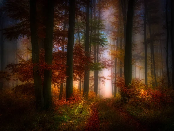 Floresta Nebulosa Misteriosa Faia Folhagem Colorida Folhas Nevoeiro Troncos Árvores — Fotografia de Stock