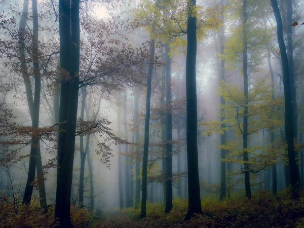 Forêt Brumeuse Mystérieuse Route Forestière Arbres Feuillage Coloré Feuilles Brouillard — Photo
