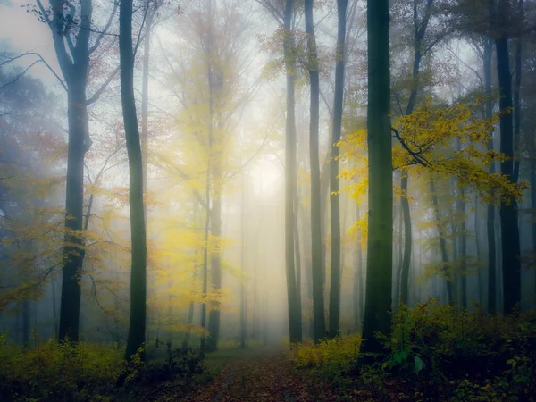 Geheimnisvoller Nebelwald Waldweg Bäume Buntes Laub Blätter Nebel Baumstämme Düstere — Stockfoto