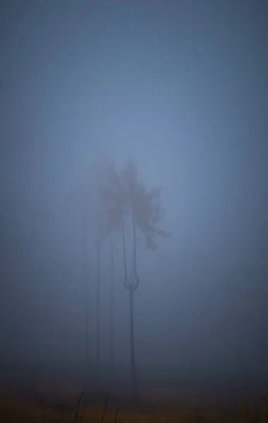 Einsamer Baum Herbstnebel Düstere Herbstlandschaft Osteuropa — Stockfoto